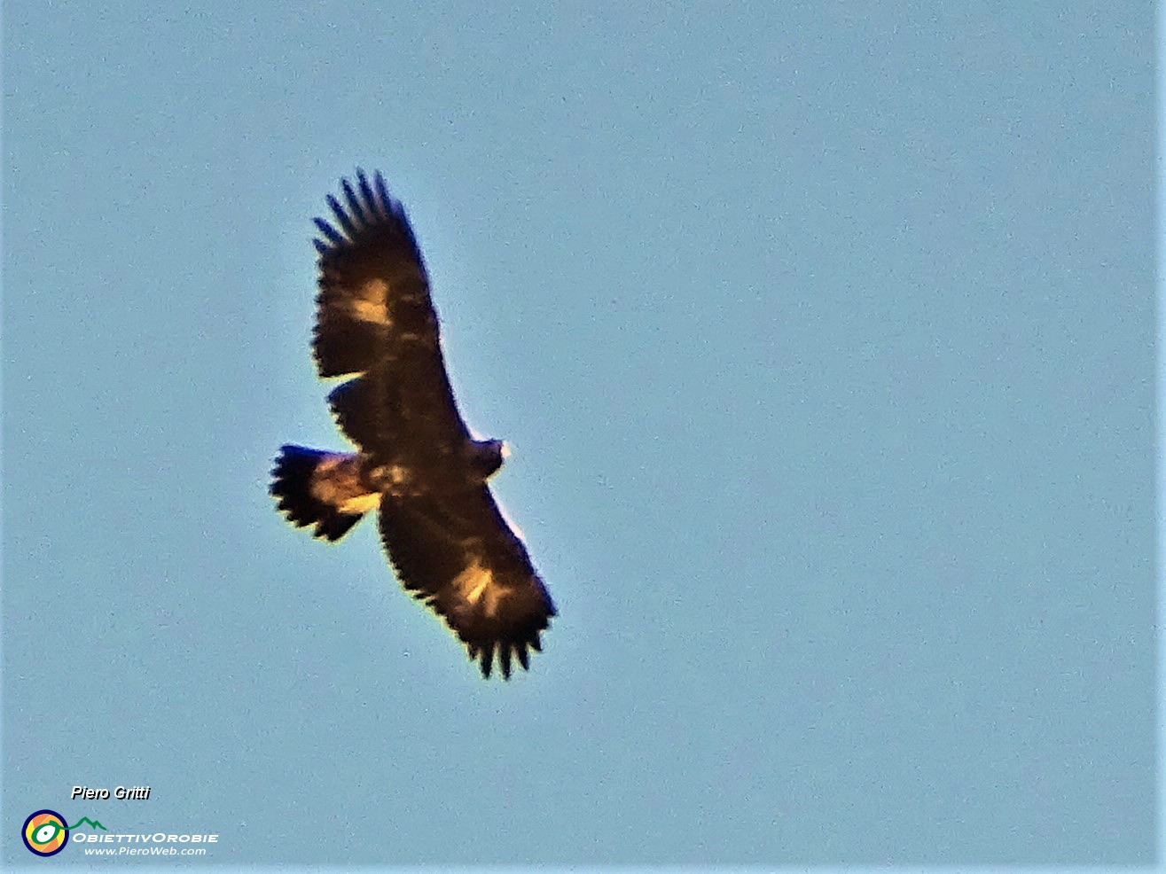 19 Aquila reale colta  in volo in cielo...molto in alto.JPG -                                